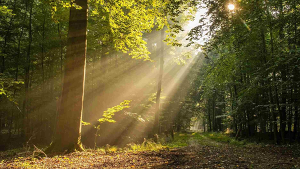 uttarkashi tunnel collapse: what happens to body if you dont get sunlight for days know details