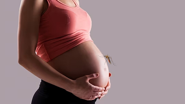 Zika virus alert in Karnataka: How To Prevent Zika Virus While Pregnant Know precautions in hindi