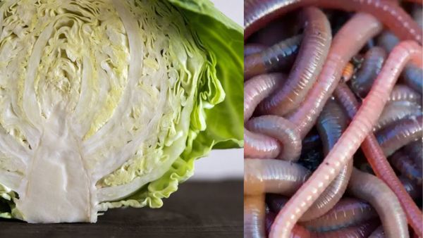 Should you stop eating cabbage for the fear of worms or Neurocysticercosis Know the Precutions from Experts 