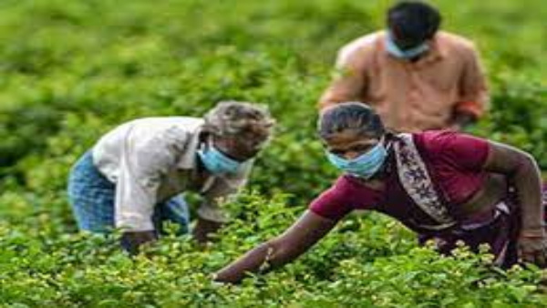 Happy National Farmers Day 2023 Wishes, Messages, Quotes, Facebook, Whatsapp Status on Kisan Diwas