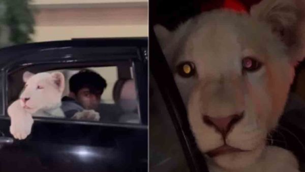 Viral Video: Lion cub spotted sitting in the backseat of a car in Pakistan