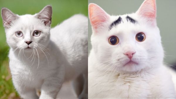 5 cute-cat-breeds-in-india in hindi