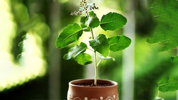 - धार्मिक मान्‍यताओं के अनुसार भी तुलसी के पेड़ को कार्तिक पूर्णिमा पर चुनरी ओढ़ाना शुभ माना जाता है। वहीं ऐसा करने से तुलसी के पेड़ की सर्दी से रक्षा भी होती है। इसके अलावा सर्दी के मौसम में कपड़े से ढककर रखें तुलसी को। इससे ओस से बच जाएगी। 