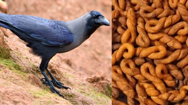 Makar Sakarnti 2024, Ghughutiya tyar,