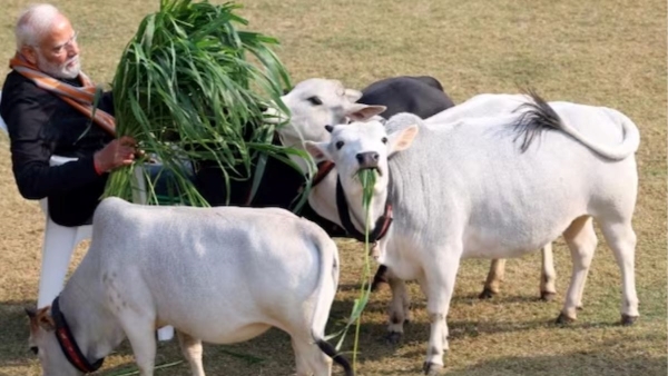 Punganur Cow : The Worlds Smallest Cow Is In India, Know why are they special Punganur Cow : The Worlds Smallest Cow Is In India, Know why are they special