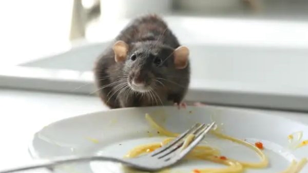 What Is Rat Snacking 2024 Bizarre Food Trend