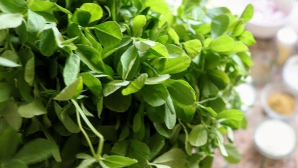 Fenugreek Leaves Side Effects: Reasons Why You Shouldnt Eat Much