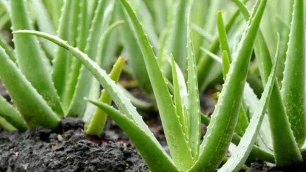 How to Identify Poisonous Aloe Vera 