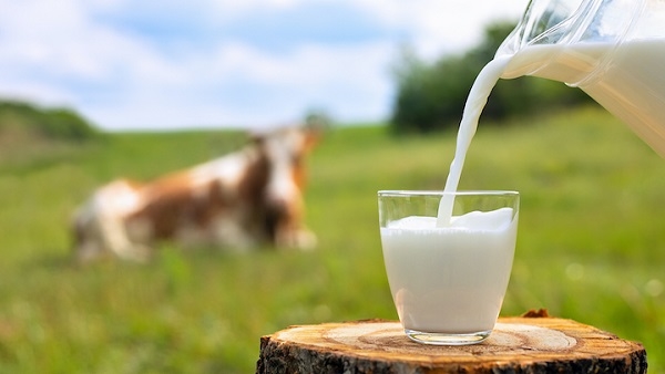 Why cow milk is yellowish in color, Know the reason