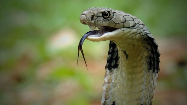 What is snake venom 