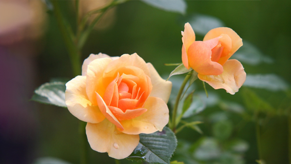 What are the different colors of roses Meaning: