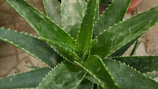  Kaise Pehchane zehreela Aloe vera 
