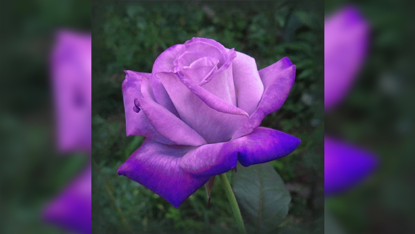 What are the different colors of roses Meaning: