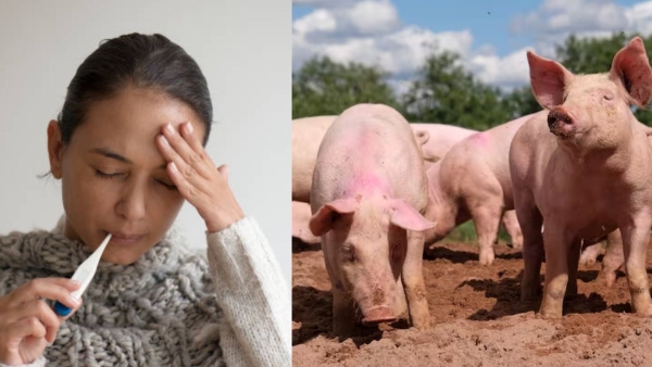  Swine Flu: WHO Issues Swine Flu 