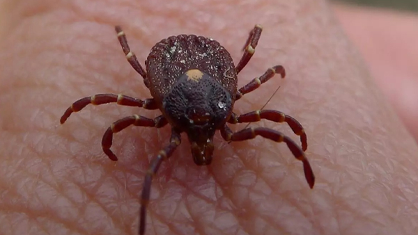 Monkey Fever Karnataka: 