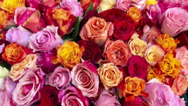  What are the different colors of roses and their meanings in Hindi