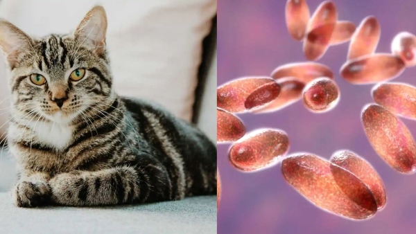 Bubonic Plague or Black Death,