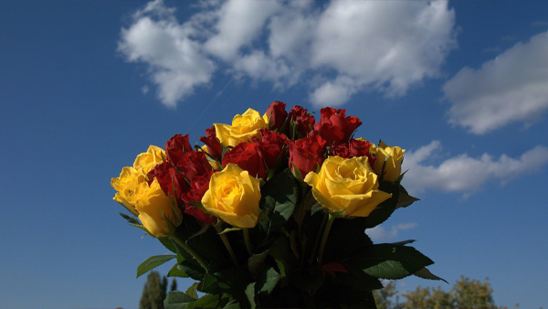 What are the different colors of roses Meaning: