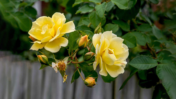 What are the different colors of roses Meaning: