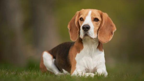 Best 5 Safest Dog Breeds for Families