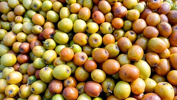 Lord Shiva Favourite Ber Ka Phal Health benefits