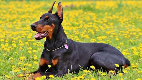 Safest Dog Breeds