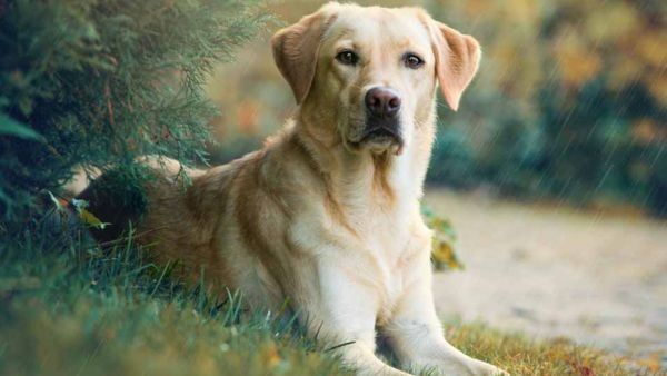 Labrador Retriever