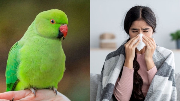 All You Need To Know About The Parrot Fever