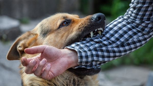 Maharashtra Woman Dies Of Rabies Post-Vaccine Completion