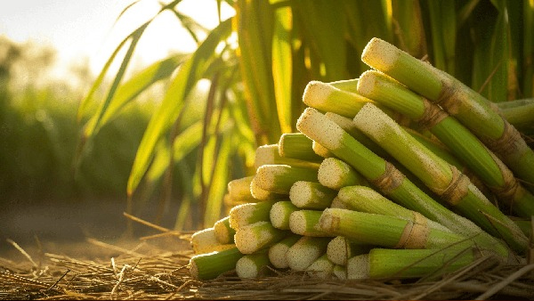 Sugarcane Significance in Holika Dahan and why Its Beneficial for Health