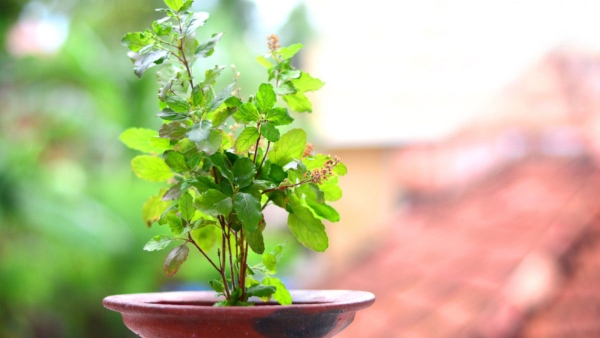 How to Take Care Of Tulsi Plant In Summer In Hindi