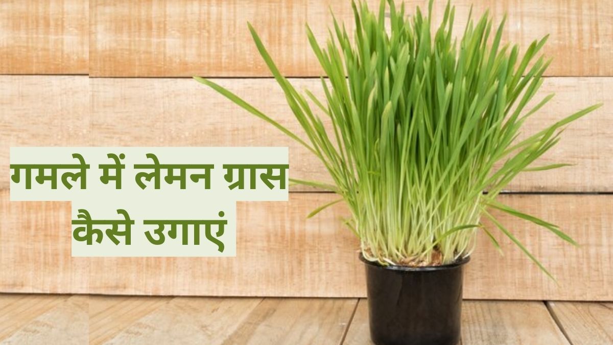 Let us know how to grow lemongrass at home