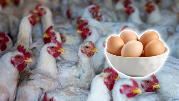 Bird Flu Outbreak In India Is It Safe To Eat Eggs