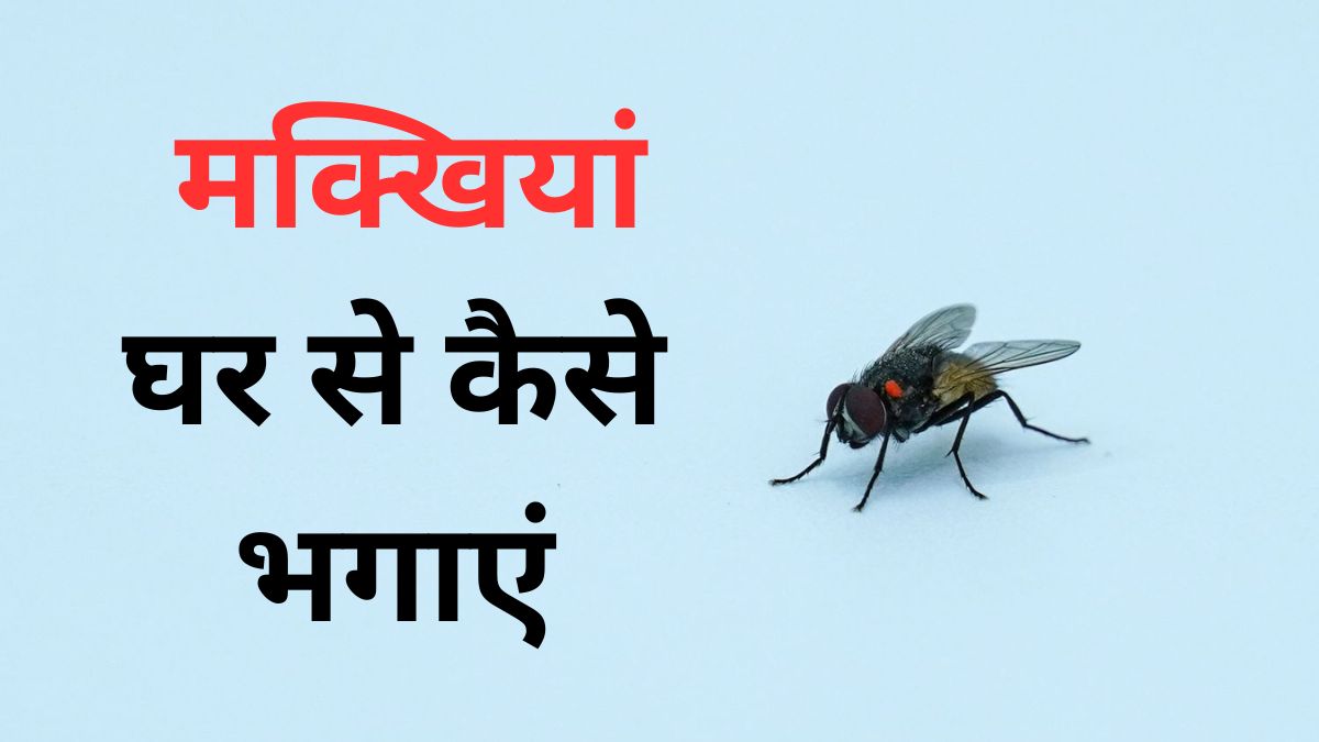 These are some easy DIY methods to get rid of flies