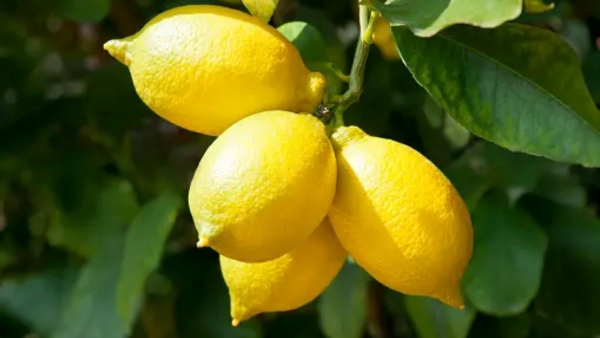 Why Pahadi People Worshiped Lemon in Bikhoti Festivals