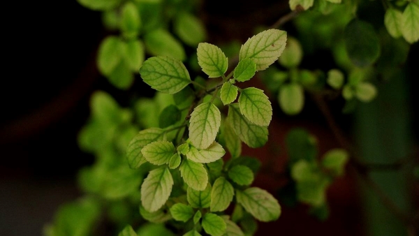 tulsi hairmask