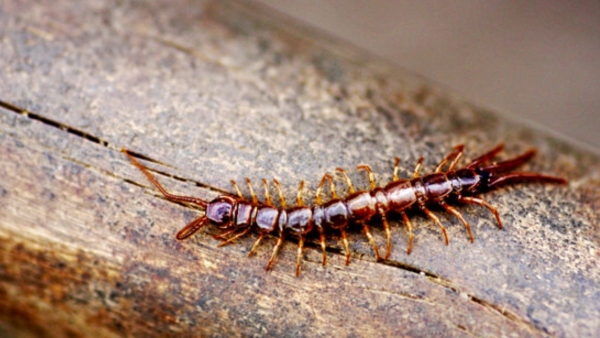 Get rid of centipedes with these methods
