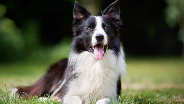 how to take care of female dog how to take care of female dog