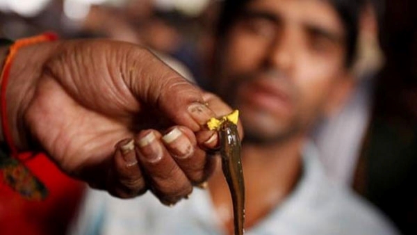 What Is Fish Prasadam Does it Really Cure Asthma