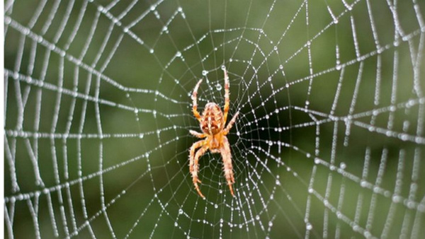 Ghar Me Makadi Ka jala Lagna Shubh Ya Ashubh Meaning of Spider Web at Home as per Vastu