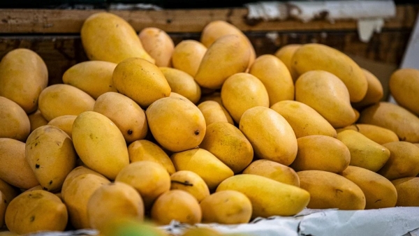 how to identify mangoes ripened with calcium carbide how to identify mangoes ripened with calcium carbide