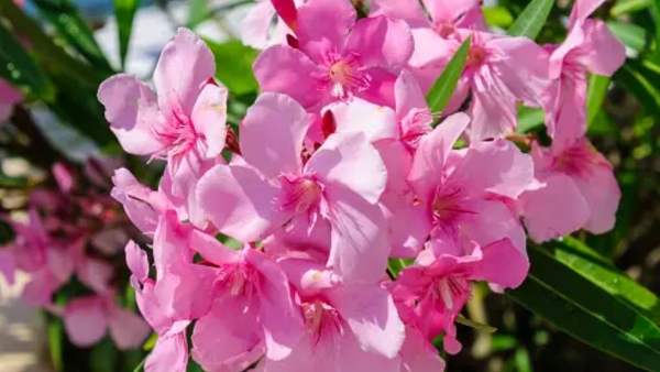 Kerala temples banned after woman death Kerala temples banned after woman death