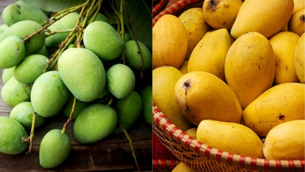 Raw mango vs ripe mango