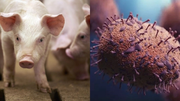 Swine Flu Outbreak In Rajsthan-Assam