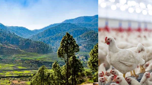 What is Ranikhet Disease or New Castle Disease