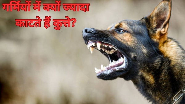 Why Are Dog Attacks More in summer