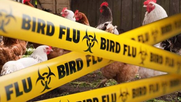 World s First Human Death From H5N1 Bird Flu