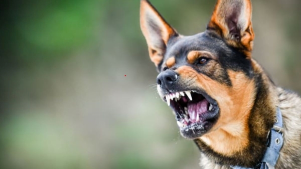 igns and prevention of Rabies