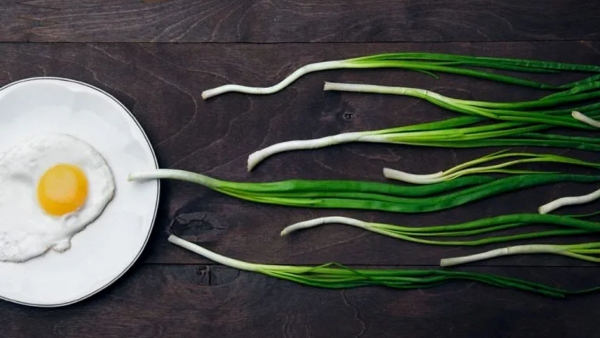 Food To Increase Fertility And Sperm Count