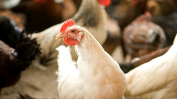 Govt issued advisory after 4 states report outbreaks of bird flu